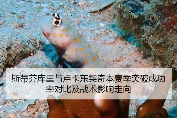 斯蒂芬库里与卢卡东契奇本赛季突破成功率对比及战术影响走向
